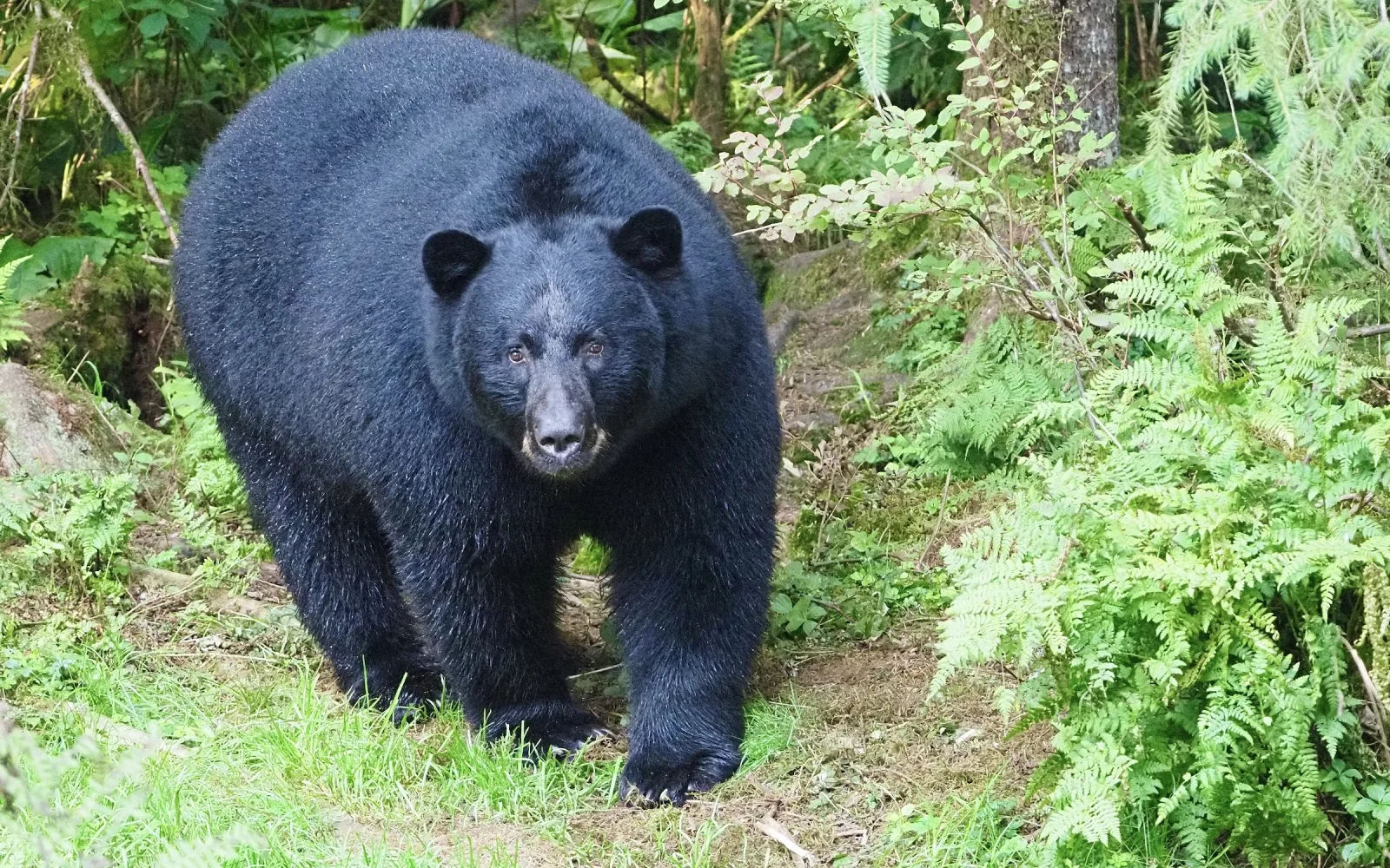 Dos nuevos ataques de osos en Colorado generan alerta entre pobladores y visitantes