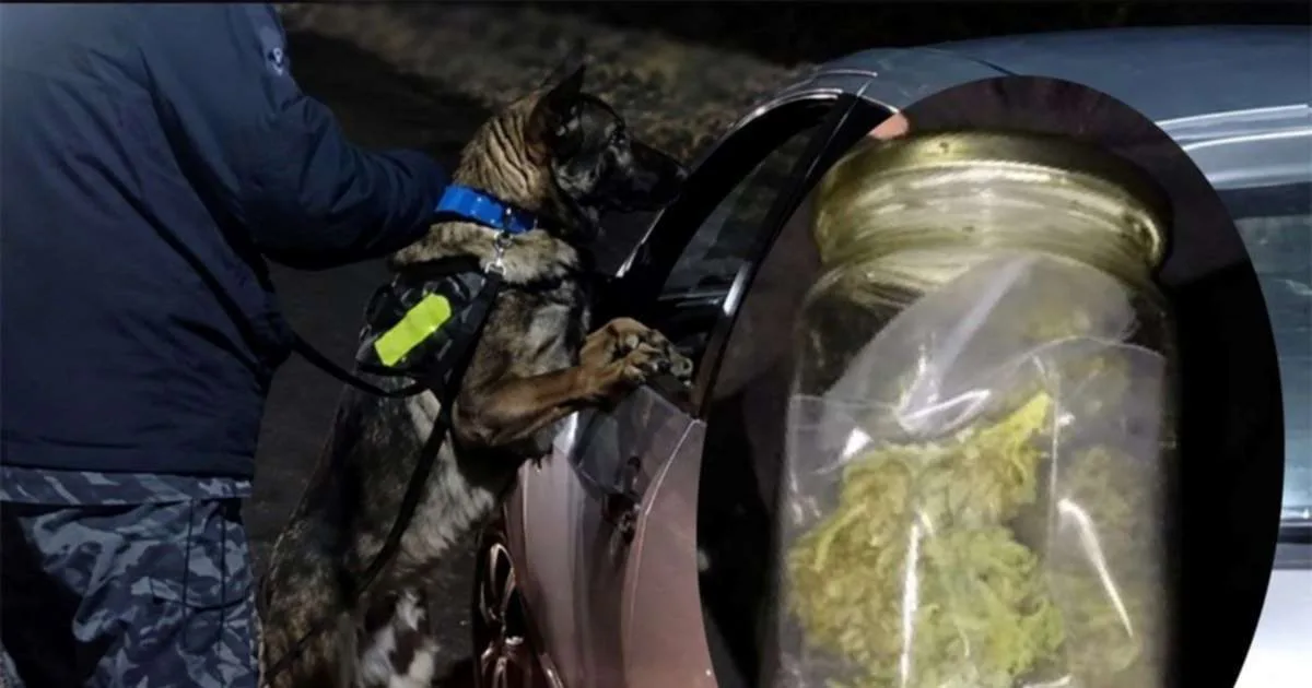 Perro policial detecta marihuana en operativo en el acceso al cerro Catedral